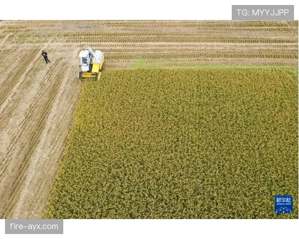 科技助力乡村振兴:智能农业项目在多地落地见效 科技助力乡村振兴:智能农业项目在多地落地见效